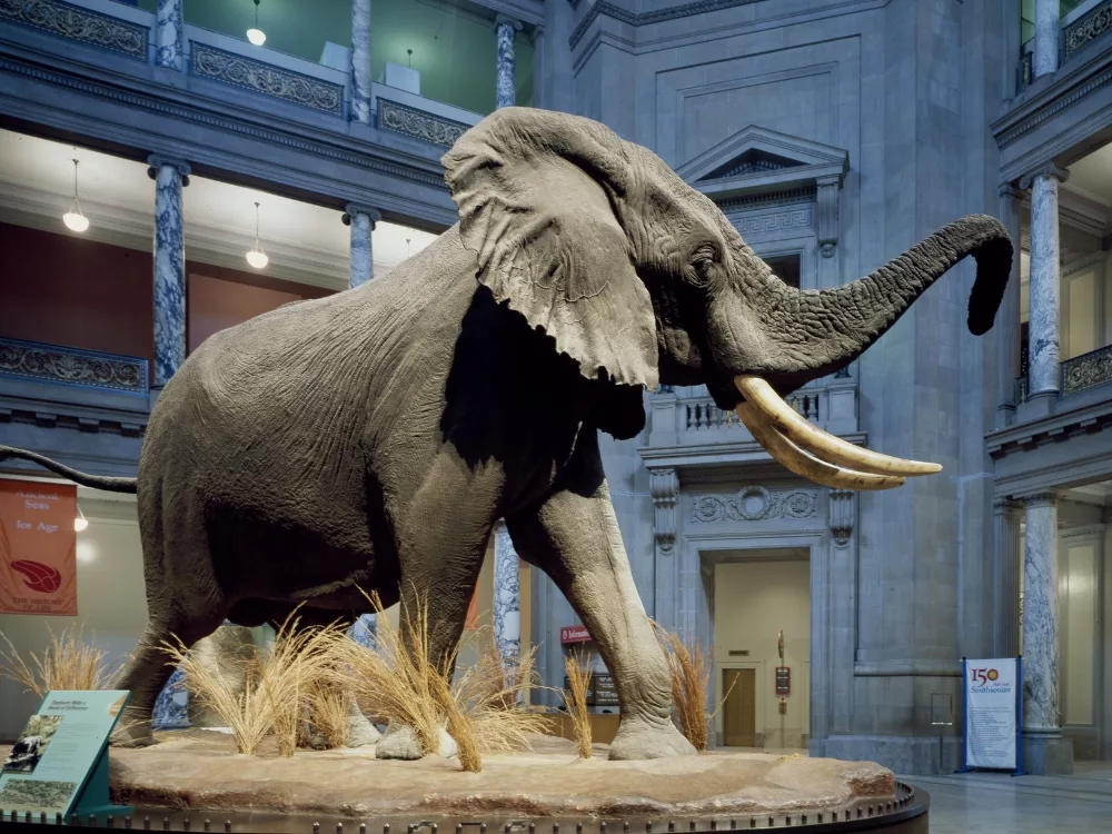 The elephant at the Smithsonian, which has become a symbol of Washington DC, the city where Wise andPartners, a money management firm, is based.